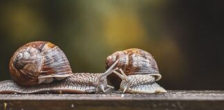Gdzie jest czujnik stopu Smart Fortwo?